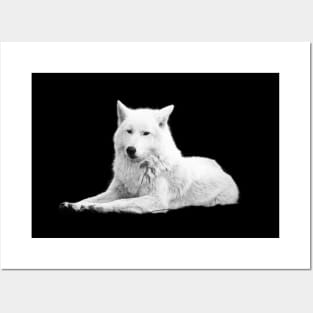 White Wolf / Swiss Artwork Photography Posters and Art